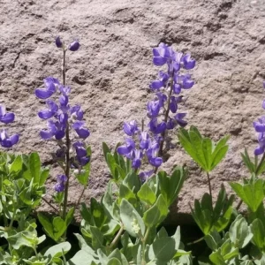 Broadleaf Lupine Seeds - Lupinus latifolius - Native Wildflower - 30 Seeds - Image 10