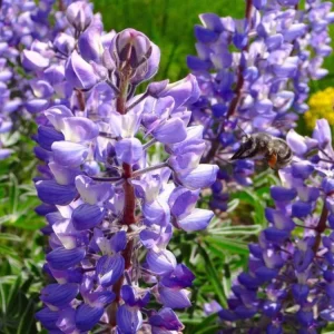 Broadleaf Lupine Seeds - Lupinus latifolius - Native Wildflower - 30 Seeds - Image 11