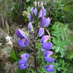 Broadleaf Lupine Seeds - Lupinus latifolius - Native Wildflower - 30 Seeds - Image 12