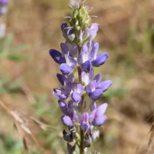 Broadleaf Lupine Seeds - Lupinus latifolius - Native Wildflower - 30 Seeds - Image 2