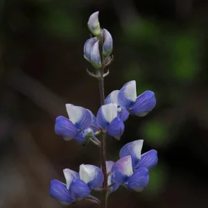 Broadleaf Lupine Seeds - Lupinus latifolius - Native Wildflower - 30 Seeds - Image 4