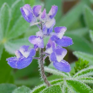 Broadleaf Lupine Seeds - Lupinus latifolius - Native Wildflower - 30 Seeds - Image 5