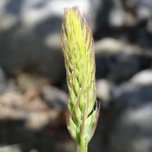 Broadleaf Lupine Seeds - Lupinus latifolius - Native Wildflower - 30 Seeds - Image 6
