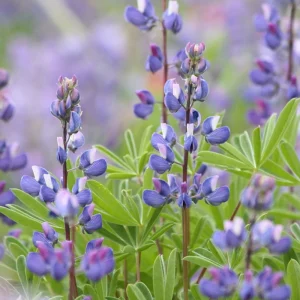 Broadleaf Lupine Seeds - Lupinus latifolius - Native Wildflower - 30 Seeds - Image 7