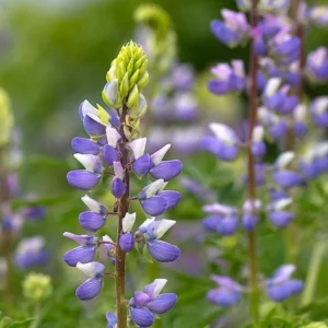Broadleaf Lupine Seeds - Lupinus latifolius - Native Wildflower - 30 Seeds - Image 8