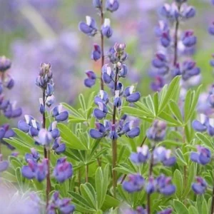 Broadleaf Lupine Seeds - Lupinus latifolius - Native Wildflower - 30 Seeds - Image 9