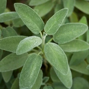 Broadleaf Sage Seeds – Salvia Officinalis, Heirloom Culinary Herb, 40 Seed Pack - Image 2