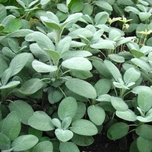 Broadleaf Sage Seeds – Salvia Officinalis, Heirloom Culinary Herb, 40 Seed Pack - Image 3