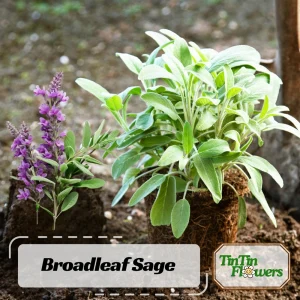 Broadleaf Sage Seeds – Salvia Officinalis, Heirloom Culinary Herb, 40 Seed Pack - Image 1