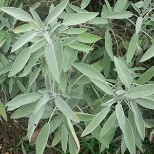 Broadleaf Sage Seeds – Salvia Officinalis, Heirloom Culinary Herb, 40 Seed Pack - Image 4