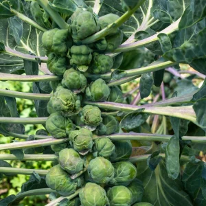 Brussels Sprouts Seeds - 50 Heirloom Vegetable Seeds for Fall & Winter Harvest - Image 7