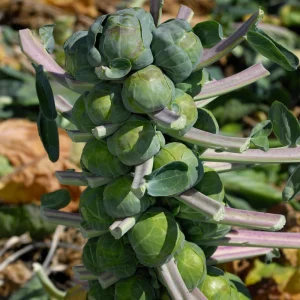 Brussels Sprouts Seeds - 50 Heirloom Vegetable Seeds for Fall & Winter Harvest - Image 8
