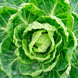Brussels Sprouts Seeds - 50 Heirloom Vegetable Seeds for Fall & Winter Harvest - Image 9