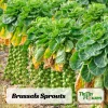 Brussels Sprouts Seeds - 50 Heirloom Vegetable Seeds for Fall & Winter Harvest - Image 1