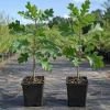 Bur Oak Tree Live Plant Saplings – Set of 2 – 1-2 Ft Tall, 1-2 Years Old – Outdoor Landscape Trees - Image 1