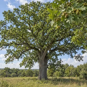 Bur Oak Tree Live Plant Saplings – Set of 2 – 1-2 Ft Tall, 1-2 Years Old – Outdoor Landscape Trees - Image 2