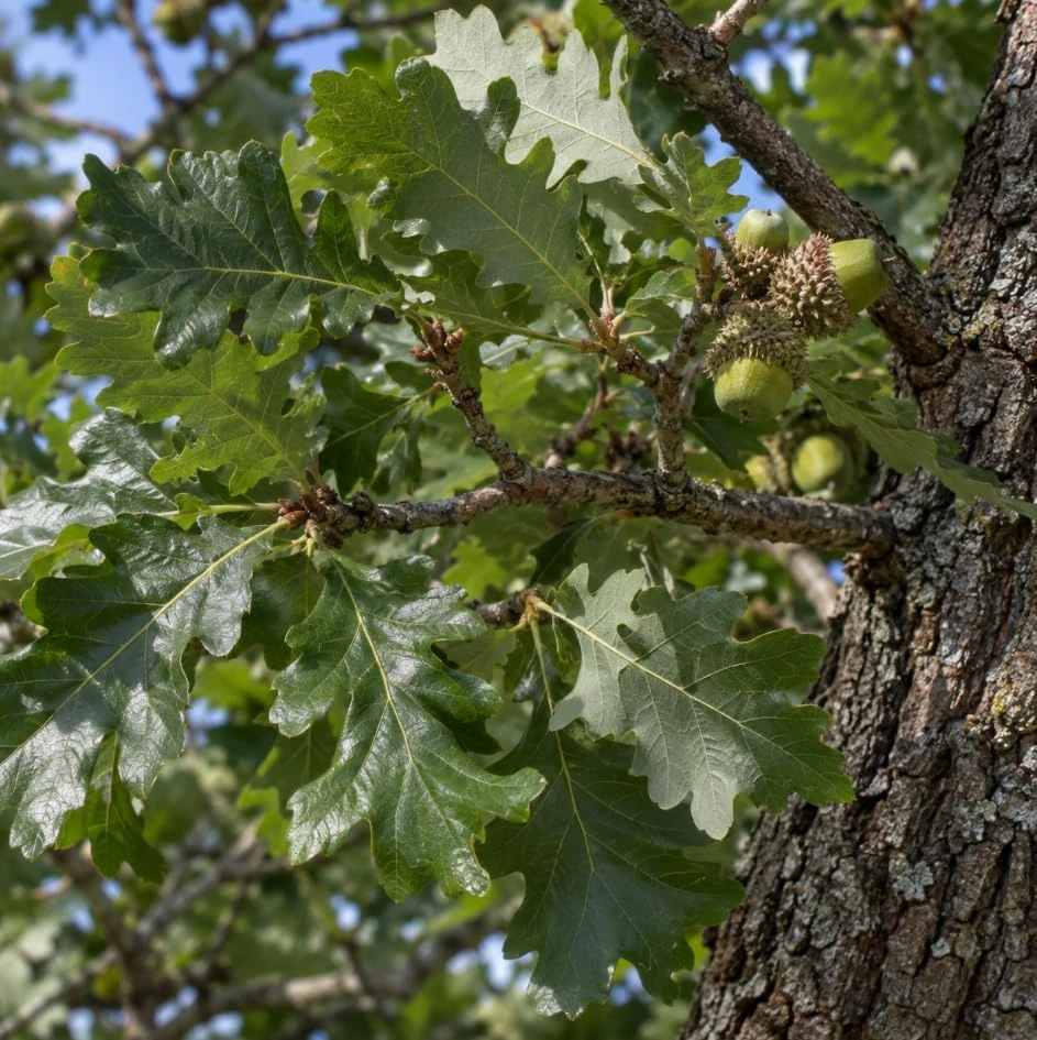 Bur Oak Tree Live Plant Saplings – Set of 2 – 1-2 Ft Tall, 1-2 Years Old – Outdoor Landscape Trees - Image 5