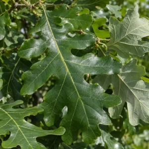 Bur Oak Tree Live Plant Saplings – Set of 2 – 1-2 Ft Tall, 1-2 Years Old – Outdoor Landscape Trees - Image 6