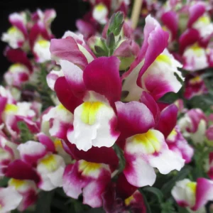 Burgundy Bicolor Snapdragon Seeds - 30 Seeds - Cold Hardy, Pollinator Attractor - Image 10