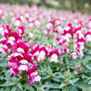 Burgundy Bicolor Snapdragon Seeds - 30 Seeds - Cold Hardy, Pollinator Attractor - Image 11