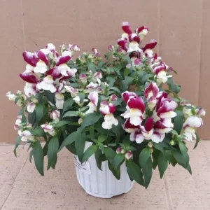 Burgundy Bicolor Snapdragon Seeds - 30 Seeds - Cold Hardy, Pollinator Attractor - Image 14