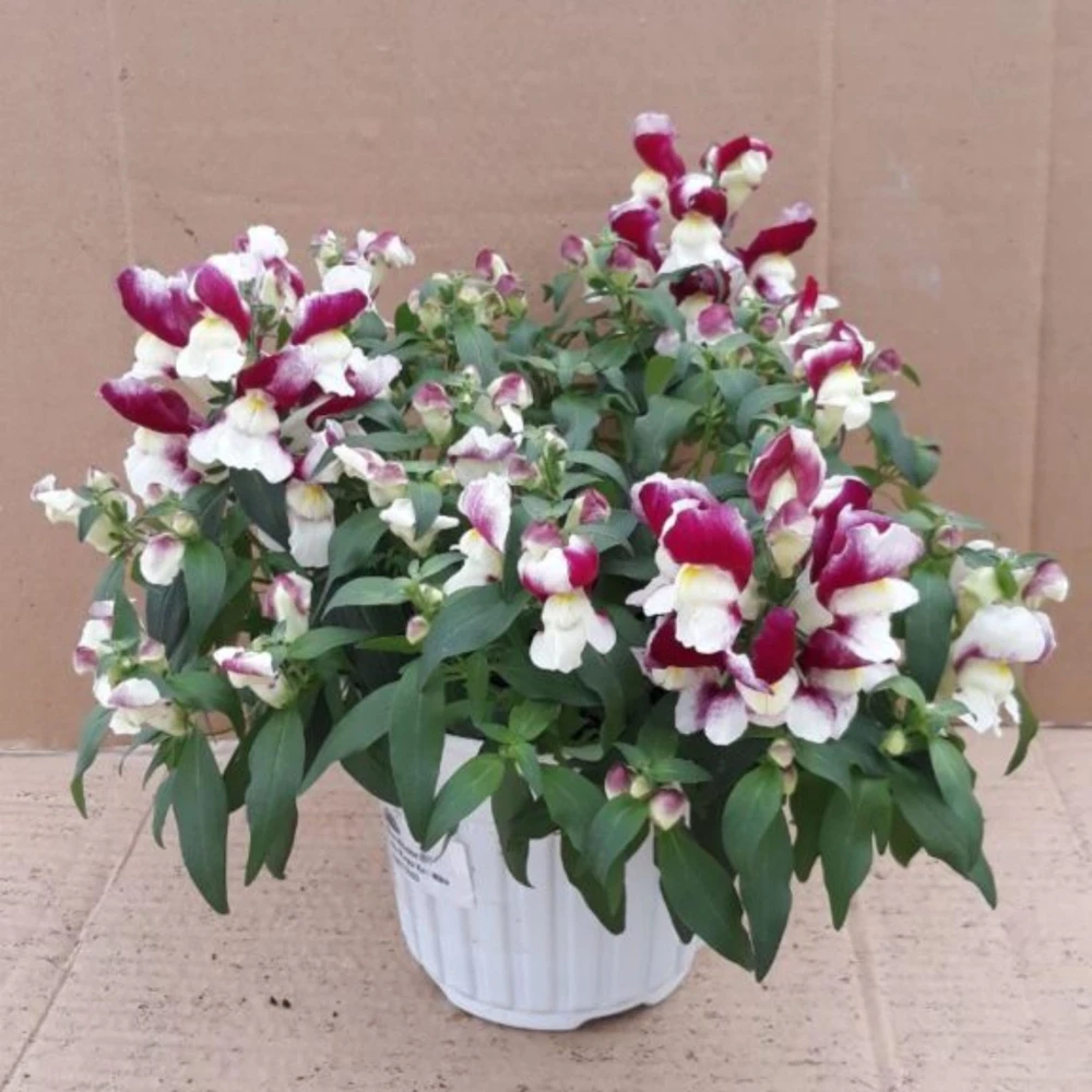 Burgundy Bicolor Snapdragon Seeds - 30 Seeds - Cold Hardy, Pollinator Attractor - Image 14