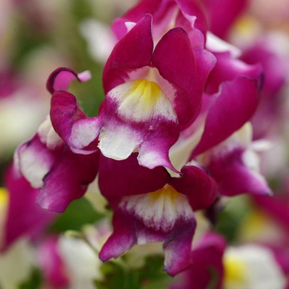 Burgundy Bicolor Snapdragon Seeds - 30 Seeds - Cold Hardy, Pollinator Attractor - Image 15