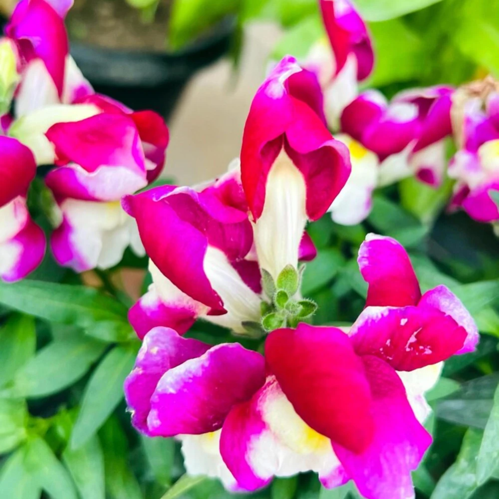 Burgundy Bicolor Snapdragon Seeds - 30 Seeds - Cold Hardy, Pollinator Attractor - Image 2