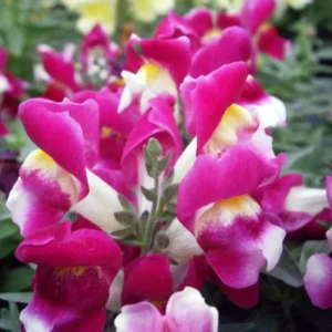 Burgundy Bicolor Snapdragon Seeds - 30 Seeds - Cold Hardy, Pollinator Attractor - Image 3
