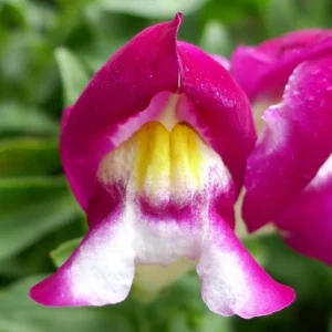 Burgundy Bicolor Snapdragon Seeds - 30 Seeds - Cold Hardy, Pollinator Attractor - Image 4