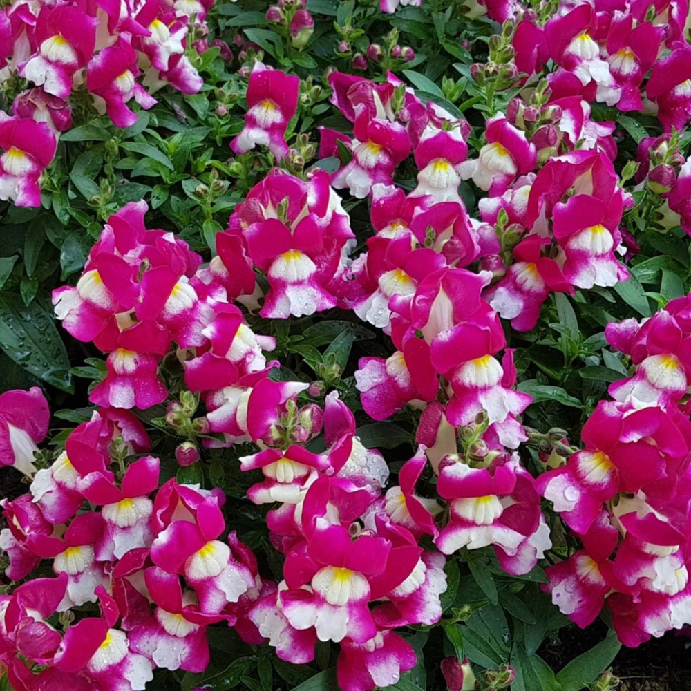 Burgundy Bicolor Snapdragon Seeds - 30 Seeds - Cold Hardy, Pollinator Attractor - Image 5