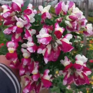 Burgundy Bicolor Snapdragon Seeds - 30 Seeds - Cold Hardy, Pollinator Attractor - Image 6