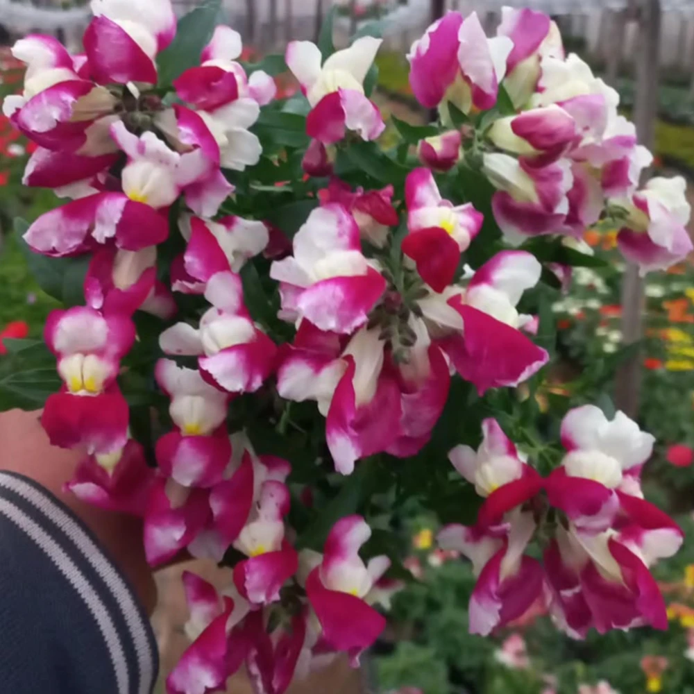Burgundy Bicolor Snapdragon Seeds - 30 Seeds - Cold Hardy, Pollinator Attractor - Image 6