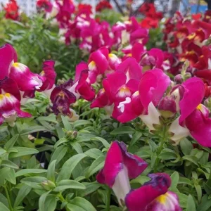 Burgundy Bicolor Snapdragon Seeds - 30 Seeds - Cold Hardy, Pollinator Attractor - Image 7