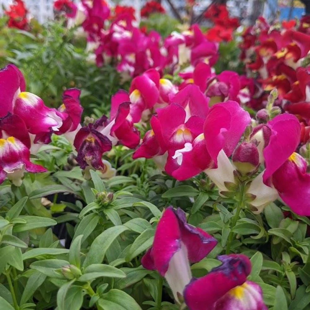 Burgundy Bicolor Snapdragon Seeds - 30 Seeds - Cold Hardy, Pollinator Attractor - Image 7