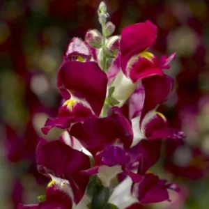Burgundy Bicolor Snapdragon Seeds - 30 Seeds - Cold Hardy, Pollinator Attractor - Image 8