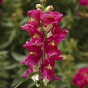 Burgundy Bicolor Snapdragon Seeds - 30 Seeds - Cold Hardy, Pollinator Attractor - Image 9
