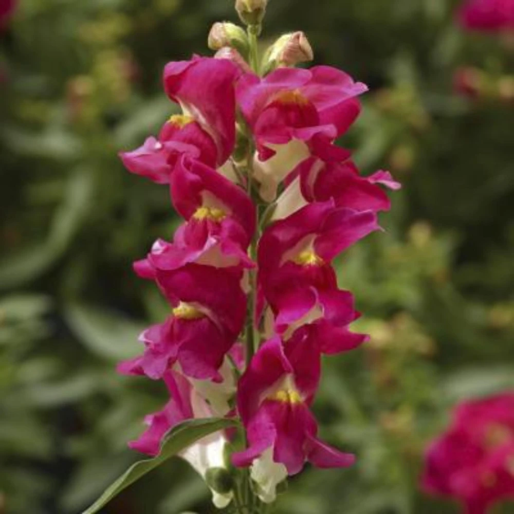 Burgundy Bicolor Snapdragon Seeds - 30 Seeds - Cold Hardy, Pollinator Attractor - Image 9