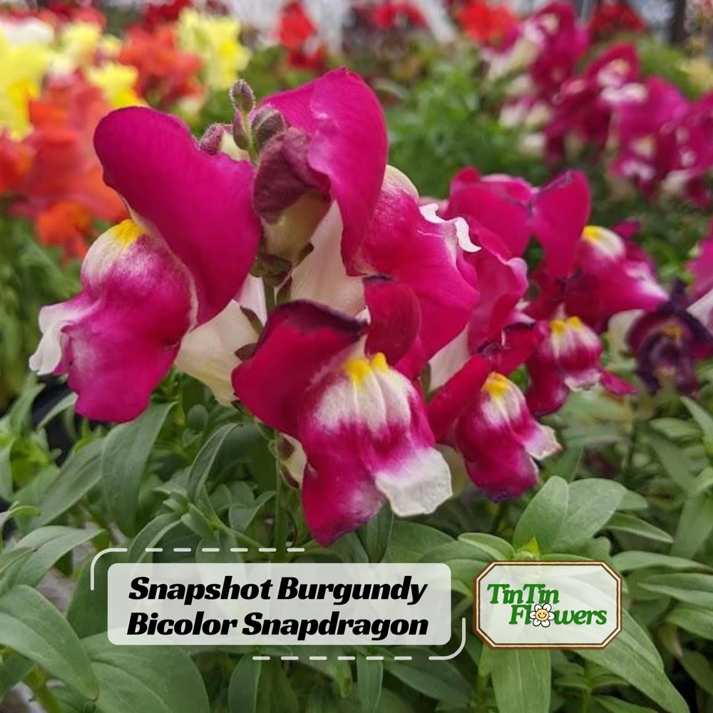 Burgundy Bicolor Snapdragon Seeds - 30 Seeds - Cold Hardy, Pollinator Attractor - Image 1