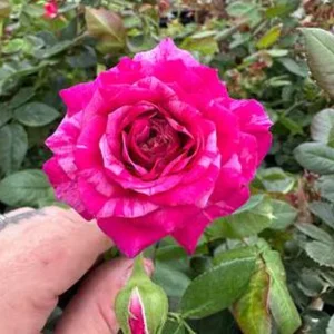 Burlesque Climbing Rose Live Plant – Purple Red Flowers – 4 to 6 inch Tall - Image 2
