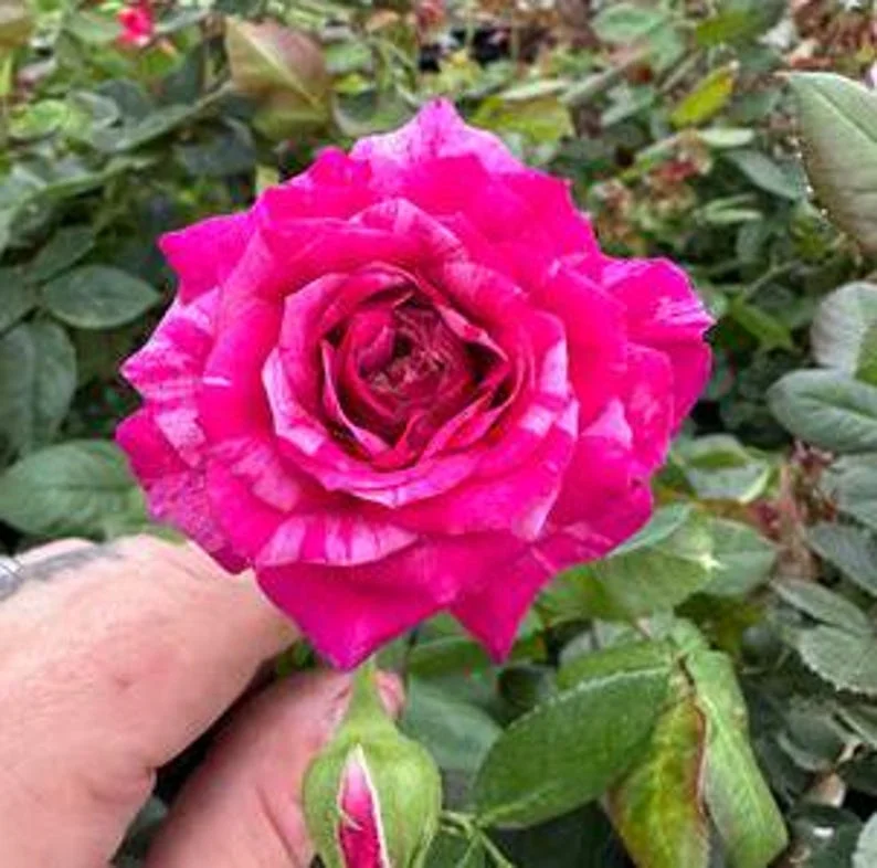 Burlesque Climbing Rose Live Plant – Purple Red Flowers – 4 to 6 inch Tall - Image 2