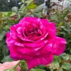 Burlesque Climbing Rose Live Plant – Purple Red Flowers – 4 to 6 inch Tall - Image 1