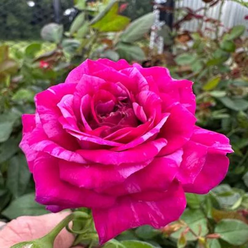 Burlesque Climbing Rose Live Plant – Purple Red Flowers – 4 to 6 inch Tall - Image 1