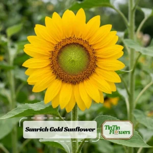 Buttercream Sunflower Seeds - Annuals, Open-Pollinating, Non-GMO - 25 Seeds - Image 1