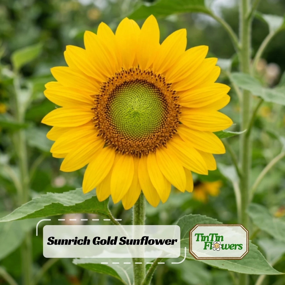 Buttercream Sunflower Seeds - Annuals, Open-Pollinating, Non-GMO - 25 Seeds - Image 1