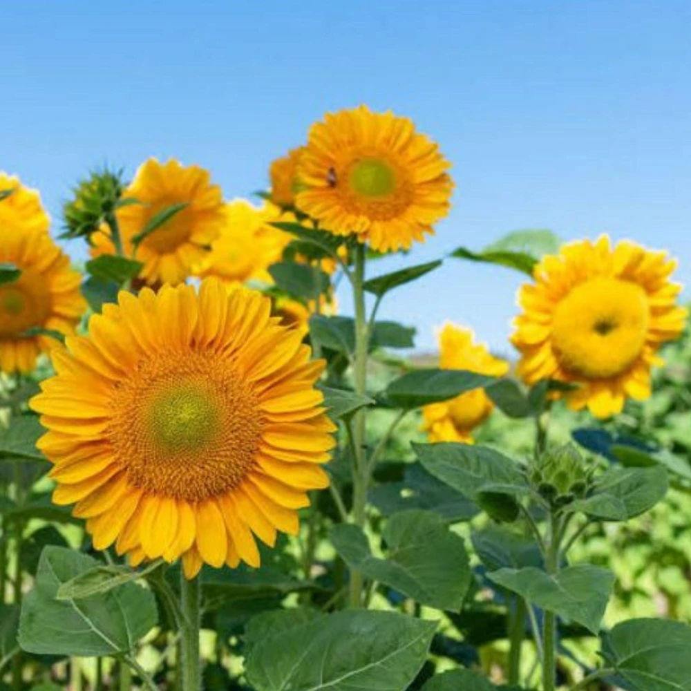 Buttercream Sunflower Seeds - Annuals, Open-Pollinating, Non-GMO - 25 Seeds - Image 10