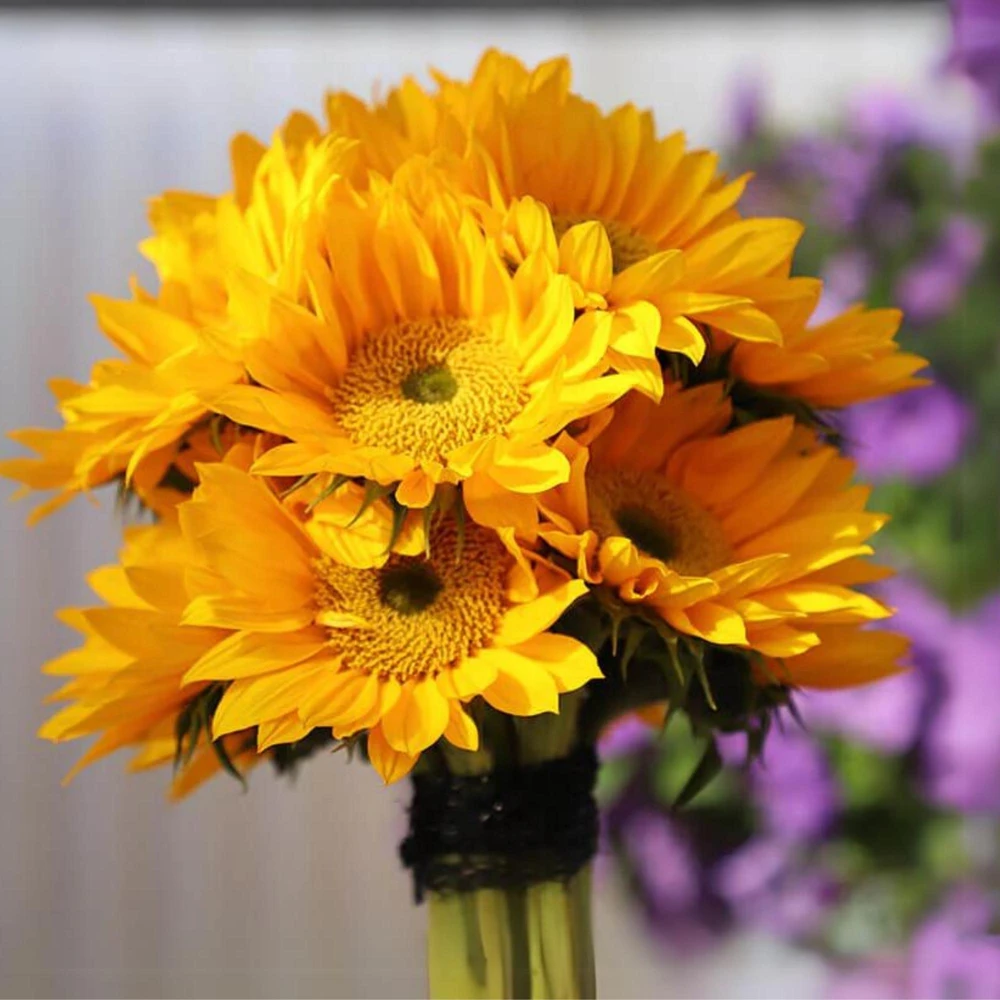 Buttercream Sunflower Seeds - Annuals, Open-Pollinating, Non-GMO - 25 Seeds - Image 12