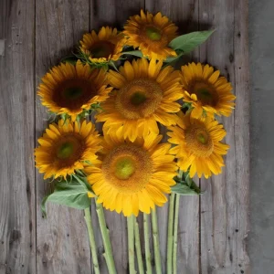Buttercream Sunflower Seeds - Annuals, Open-Pollinating, Non-GMO - 25 Seeds - Image 13