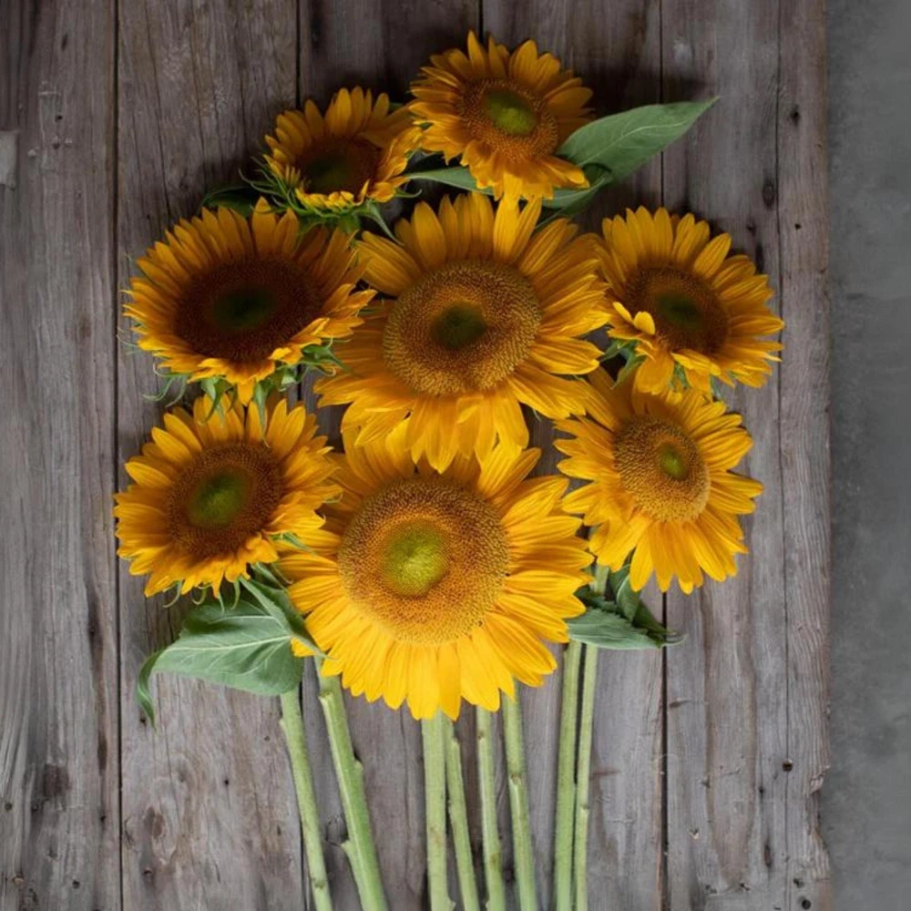 Buttercream Sunflower Seeds - Annuals, Open-Pollinating, Non-GMO - 25 Seeds - Image 13