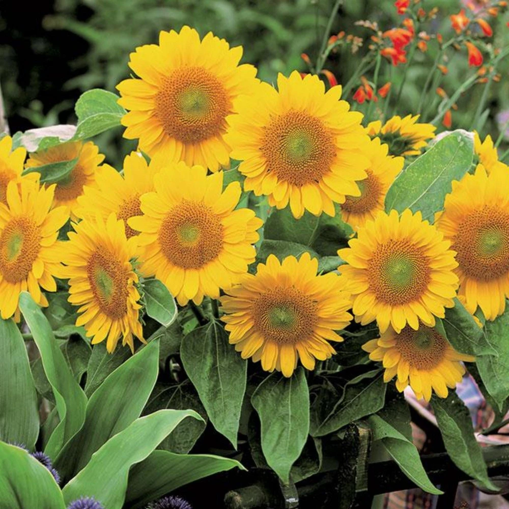 Buttercream Sunflower Seeds - Annuals, Open-Pollinating, Non-GMO - 25 Seeds - Image 14